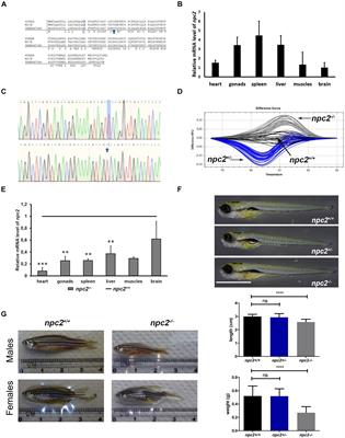 npc2-Deficient Zebrafish Reproduce Neurological and Inflammatory Symptoms of Niemann-Pick Type C Disease